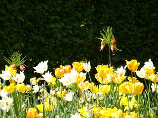 yellow tulips and daffodil on a spring day
