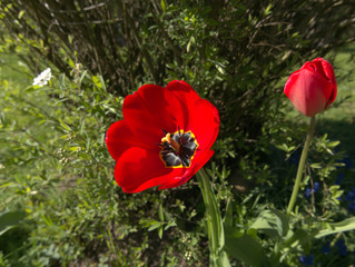 Obraz na płótnie Canvas beautiful red flowers in a green garden