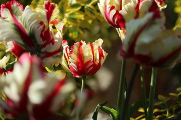 parrot Tulip 'Flaming Parrot' Tulipa &times;gesneriana Parrot