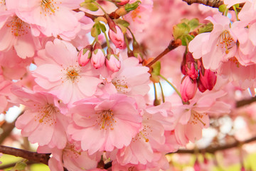 Pfirsichblüte , Hintergrund 