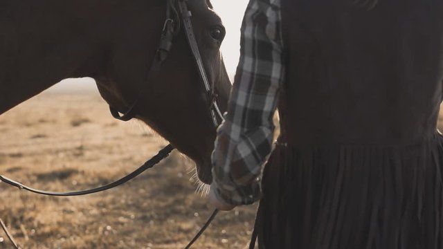 Woman taking on walk her dark horse by reins on sunrise. Beautiful mighty horse walking and gazing on meadow field at sunny morning in slow motion