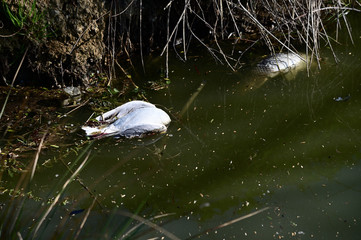 Dead seagull and dead fish on water surface.