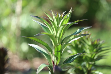 rare tree lily in young stadium