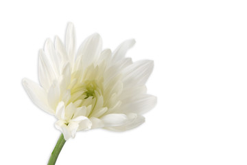 white chrysanthemum flower isolated on white background