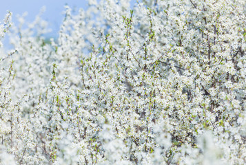 Blooming blackthorn Prúnus spinósa in partial optical blur, spring background, copy space