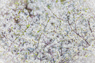 Blooming blackthorn Prúnus spinósa in partial optical blur, spring background, copy space