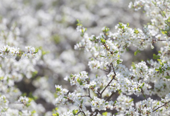 Blooming blackthorn Prúnus spinósa in partial optical blur, spring background, copy space
