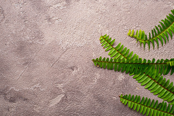 Background with green fern leaves.