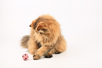 persian cat isolated on white background