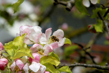 The honey bee gathers nectar from the flower of the Apple tree. Bee collecting pollen