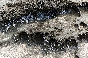 Tiny blue shells attached to volcanic beach side rock formation.