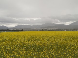 Campo de colza, flores amarillas en Antequera provincia de Málaga, Andalucía, España.