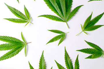 Cannabis Leaves on white background. Top view