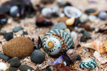 Gorgeous green shell sitting delicately on seashore.