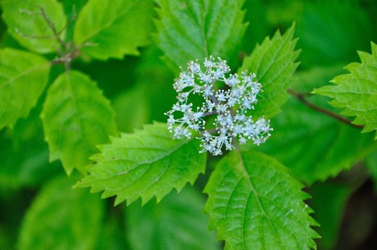 小紫陽花images Browse 37 Stock Photos Vectors And Video Adobe Stock
