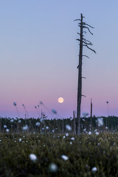 Dead tree trunk in field of flowers under full moon