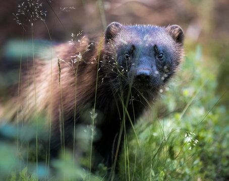 Close up of wolverine looking through grass, Finland