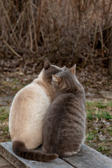 Two cute cats kiss while sitting next to a wooden bench, in the countryside, against the backdrop of bush in spring evening. Love and friendship pets.