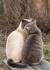 Naklejka na ściany i meble Two cute cats kiss while sitting next to a wooden bench, in the countryside, against the backdrop of bush in spring evening. Love and friendship pets.