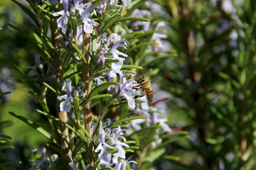 The honey bee gathers nectar from the flower of the Rosemary plant-Rosmarinus officinalis. Bee collecting pollen