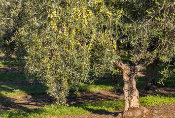 olive tree with ripe green olives in olive orchard