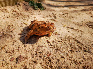 Frosch im Sand