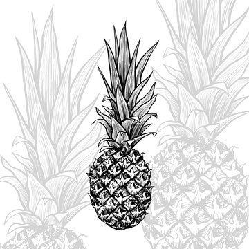 Pineapple hand drawn vector illustration. Tropical fruit ink pen sketch texture. Exotic plant monochrome clipart. Realistic freehand outline drawing. Greeting card, poster isolated design element