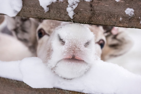 Reindeer pushes muzzle through fence rail