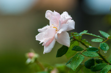 White Rose flower with raindrops. Nature. close up