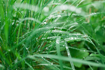 Vivid grass background with water drops