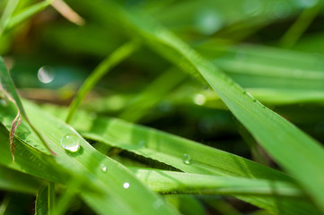 Drops of water on the green grass after rain, macro