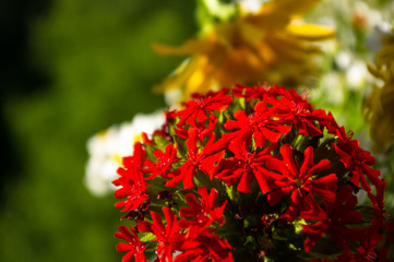 a bouquet of bright spring flowers of various types