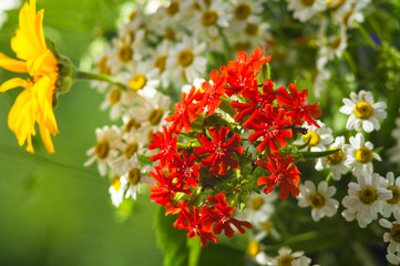 a bouquet of bright spring flowers of various types
