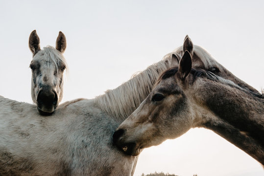 Funny horses on meadow