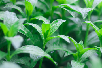 Grass background with water drops