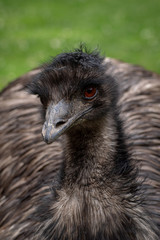 Retrato de un emu