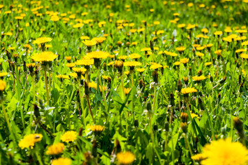 field of vernal green grass with flowering dandelions on a sunny day in early spring