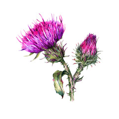Botanical watercolor illustration of thistle. Vintage wild flowers, meadow herbs.