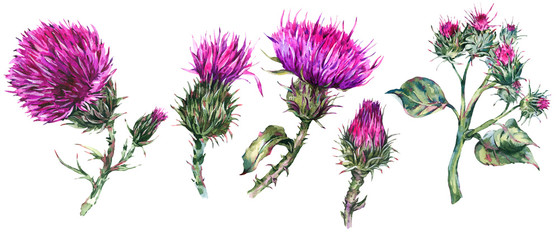 Vintage-Aquarell-Set aus Distel, wilden Blumen, Wiesenkräutern, Blätterzweigen © depiano