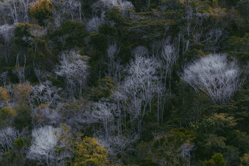 Árvores secas e verdes em Garanhuns - PE