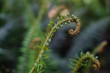 frond