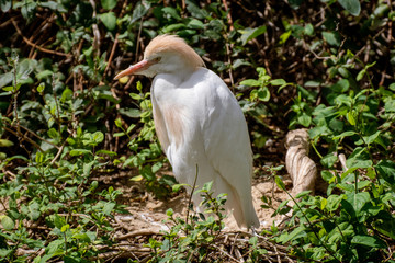 Garcilla bueyera - Cattle egret 