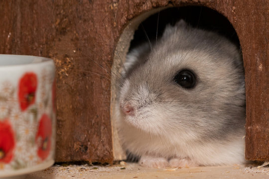 Zwerghamster schaut aus Versteck