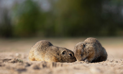 squirrel