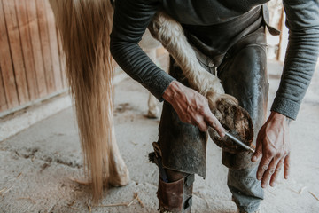 Side view of adult blacksmith using hammer to put horseshoe on hoof of horse near stable on ranch