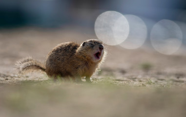 squirrel