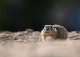 squirrel