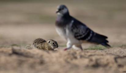 squirrel