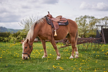 Beautiful brown ridin  horse saddled up with rodeo style saddle and ready to be ridden waiting, resting and grazing on the pasture land or meadow yellow blossoms of dandelions during spring cloudy day
