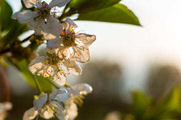 Background blooming beautiful white cherries in raindrops on a sunny day in early spring close up, soft focus